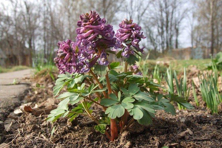 Хохлатка – фото