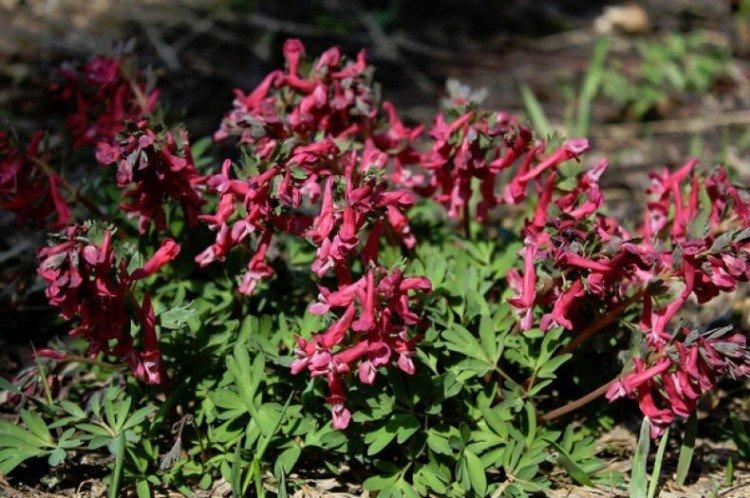 Хохлатка – фото