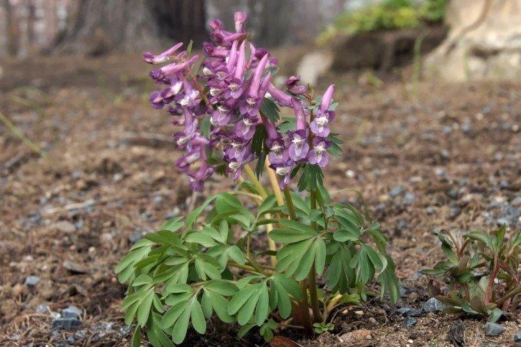 Хохлатка – фото