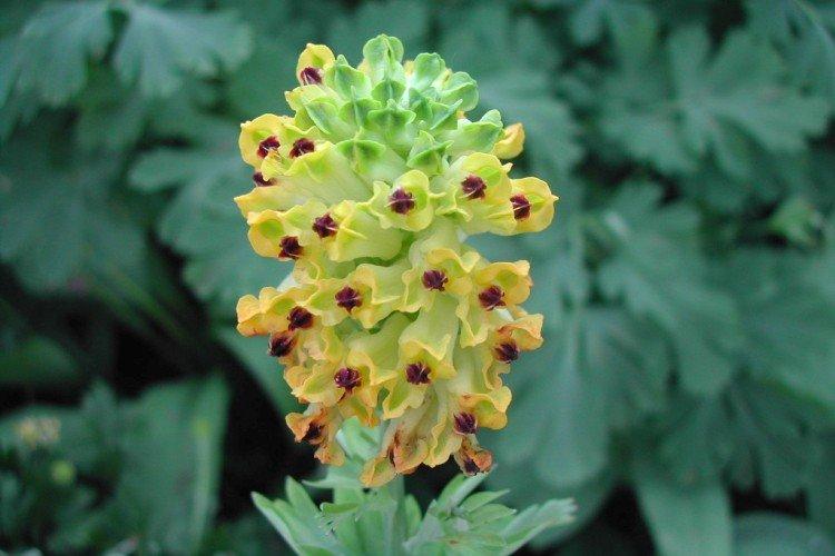 Хохлатка – фото