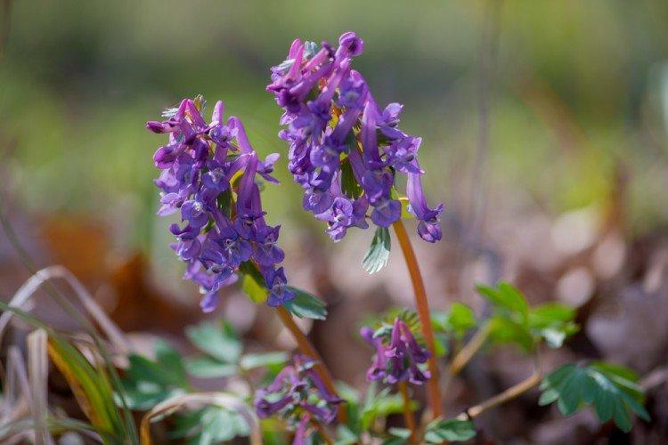 Полая хохлатка