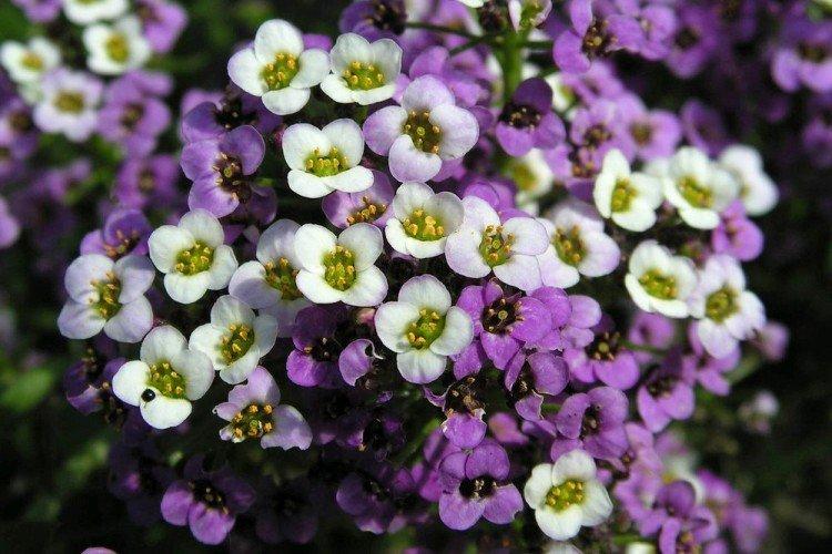 Общая информация