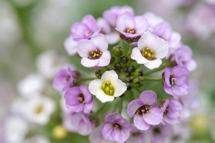 Лобулярия – фото