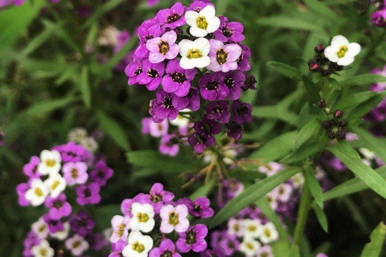 Лобулярия – фото