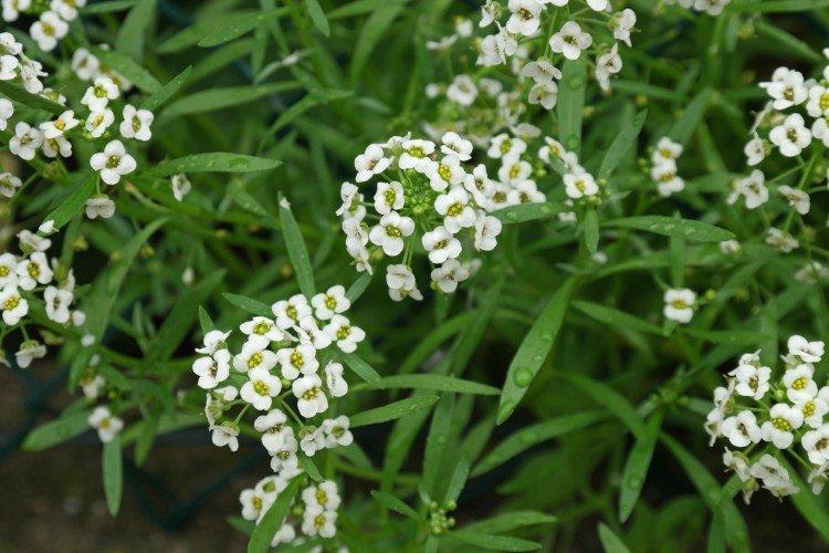 Лобулярия – фото