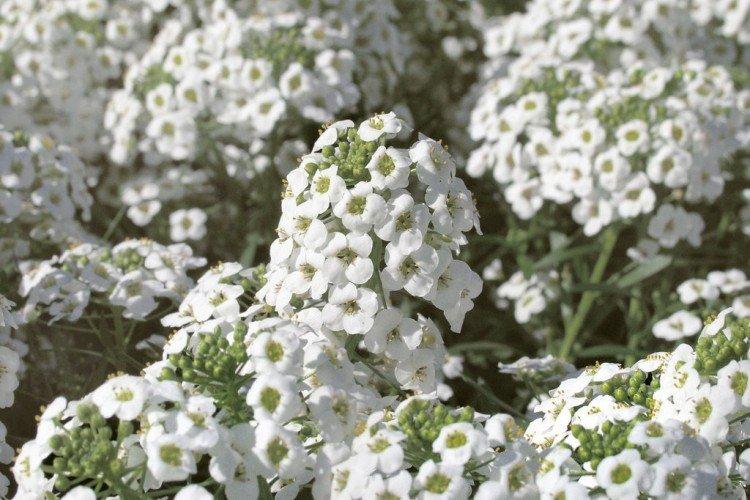 Лобулярия – фото