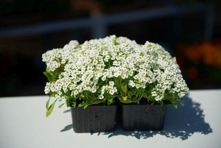 Лобулярия – фото