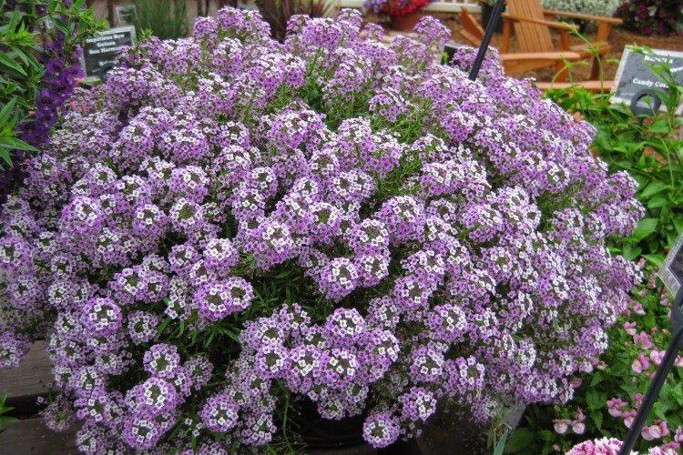 Удобрения и подкормка