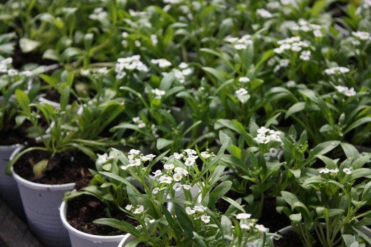 Посадка и размножение лобулярии