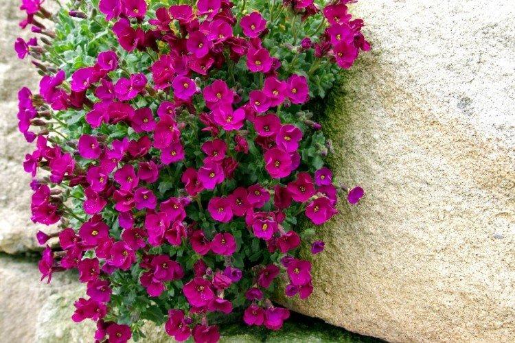 Удобрения и подкормка