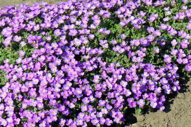 Обриета – фото