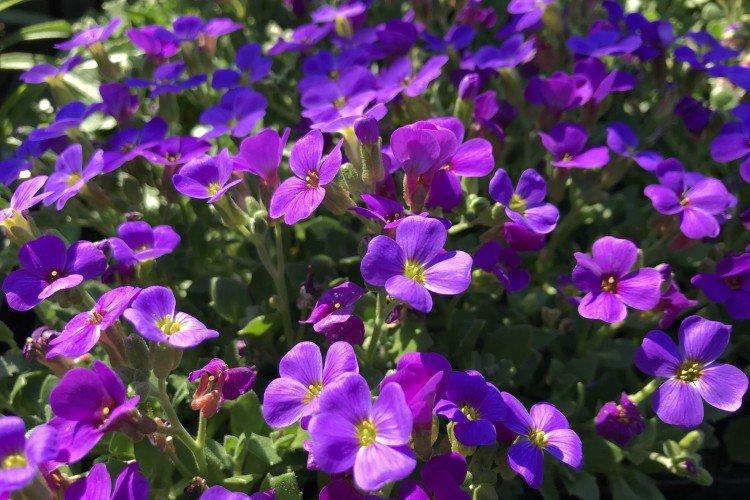 Обриета – фото