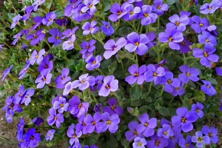 Обриета – фото