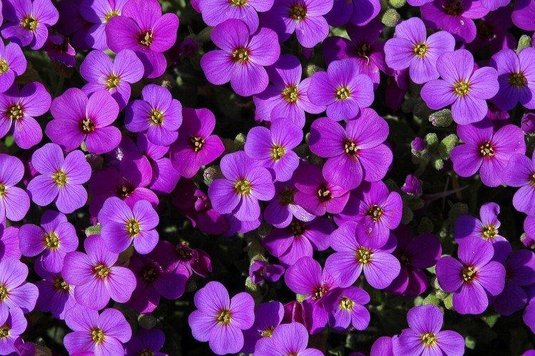 Обриета – фото