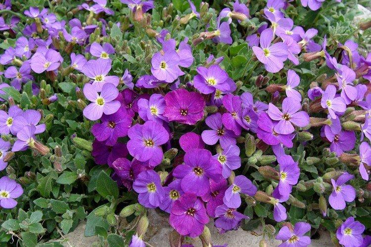 Обриета – фото