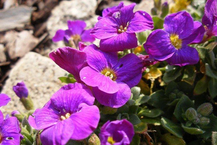 Обриета – фото