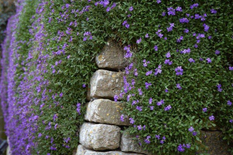 Обриета – фото