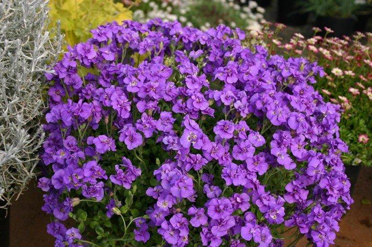 Обриета – фото