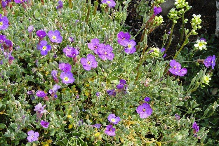 Седеющая обриета