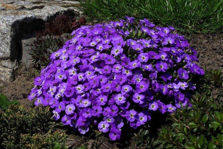 Обриета – фото