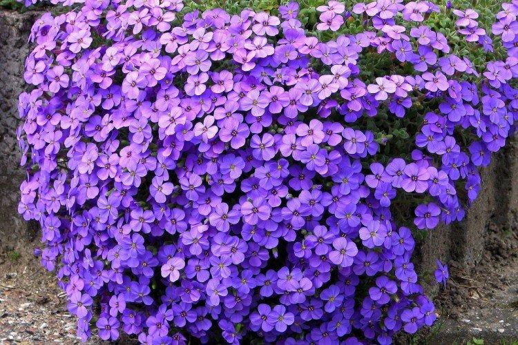 Обриета – фото