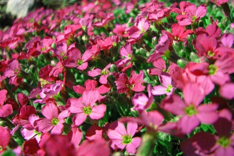 Обриета – фото