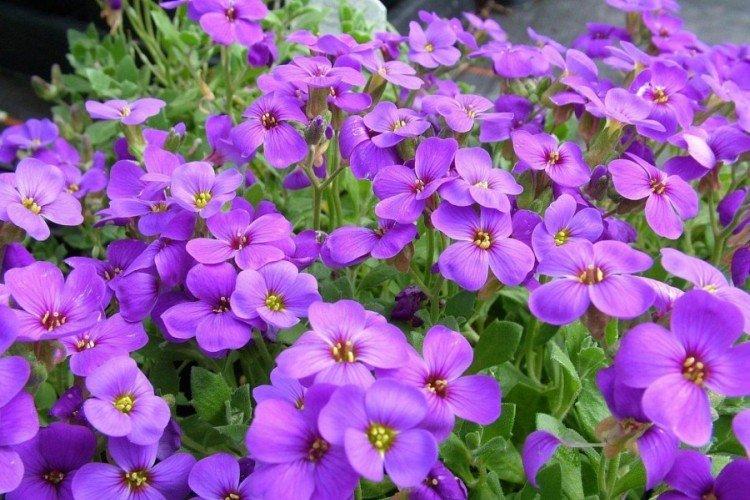 Обриета – фото