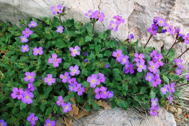 Обриета – фото