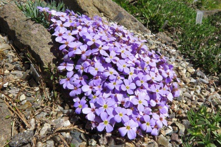 Обриета – фото