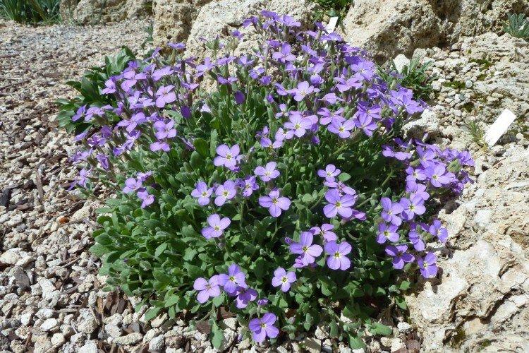 Обриета – фото