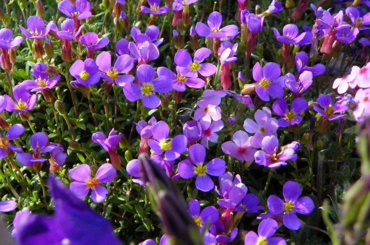 Обриета – фото