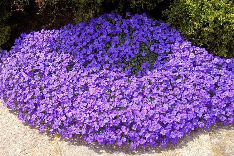 Изящная обриета