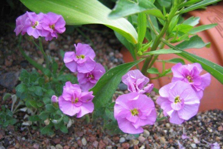 Обриета Колумка