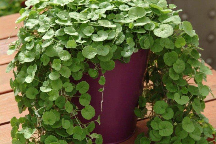 Общая информация