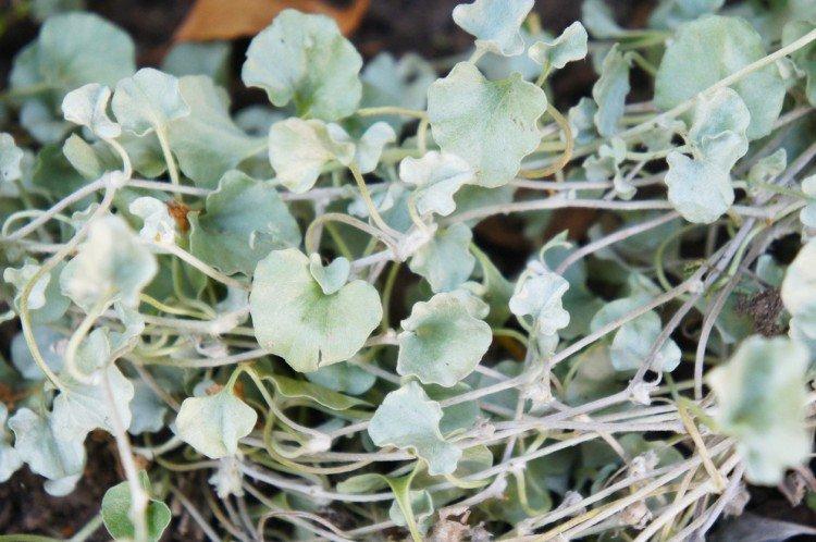 Дихондра – фото