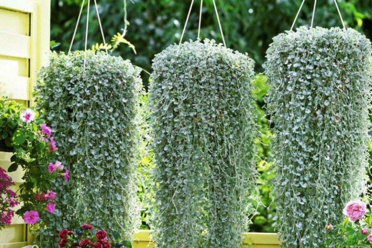 Дихондра – фото