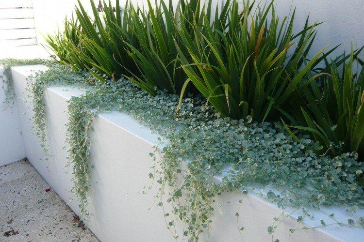 Дихондра – фото