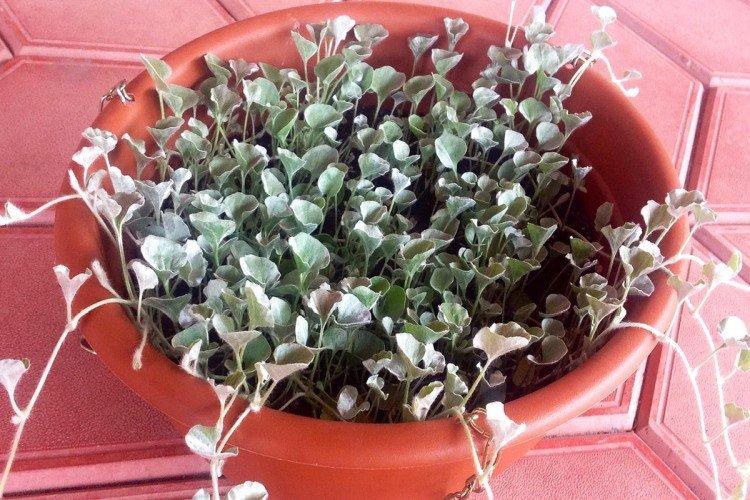 Дихондра – фото