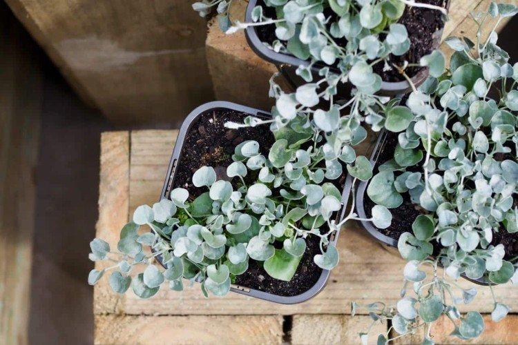 Дихондра – фото