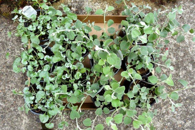 Дихондра – фото