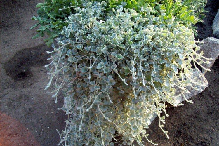 Дихондра – фото