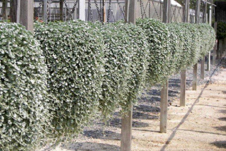 Удобрения и подкормка