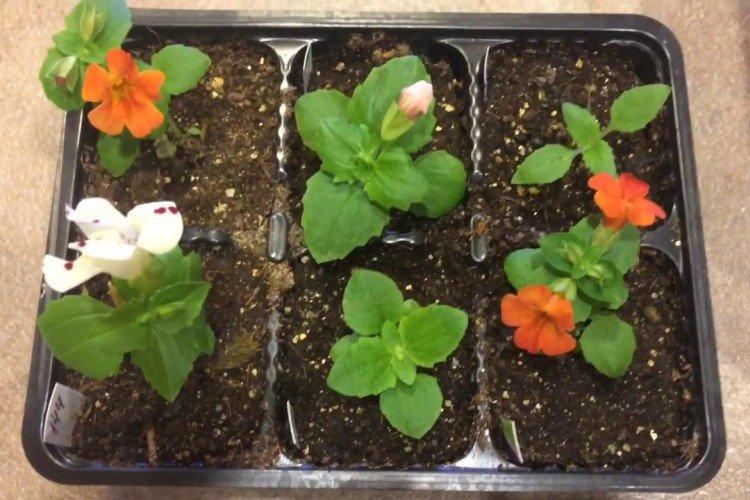 Посадка и размножение мимулюса