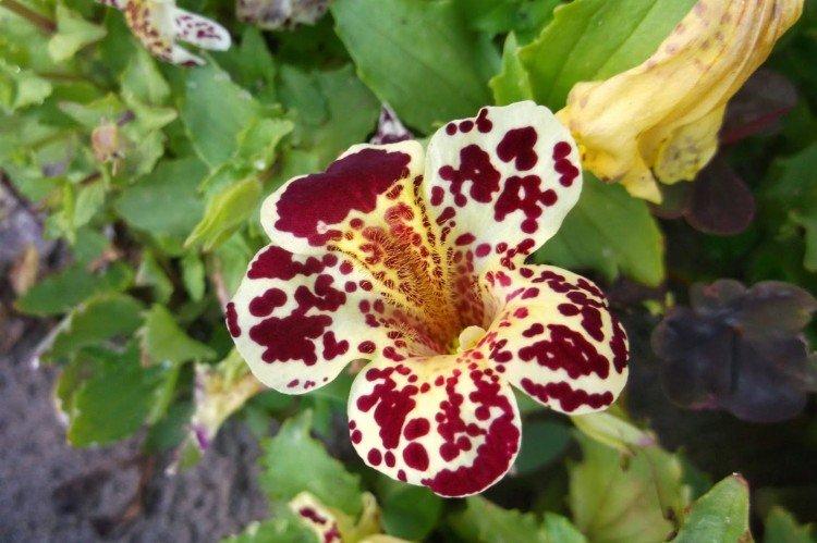 Борьба с вредителями и болезнями