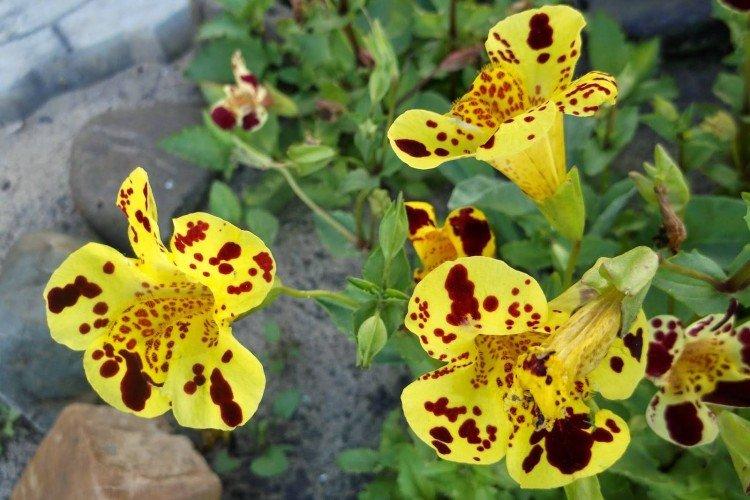 Мимулюс – фото