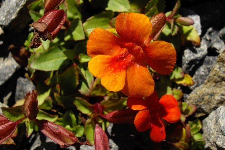 Оранжевый мимулюс