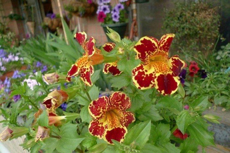 Мимулюс – фото