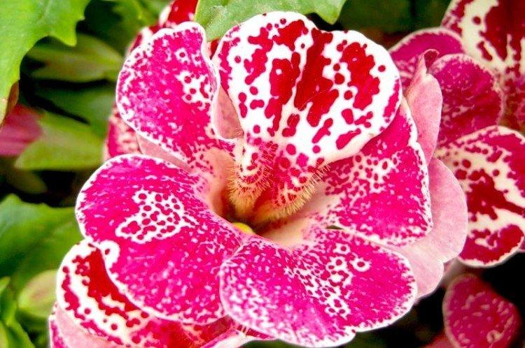 Мимулюс – фото