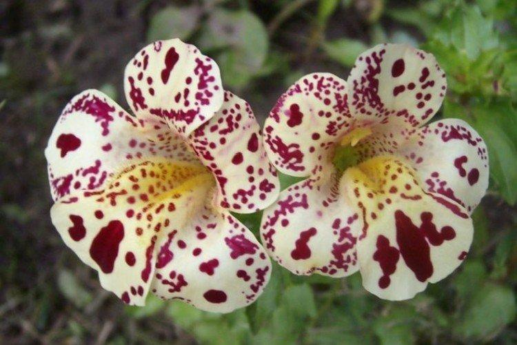 Мимулюс – фото