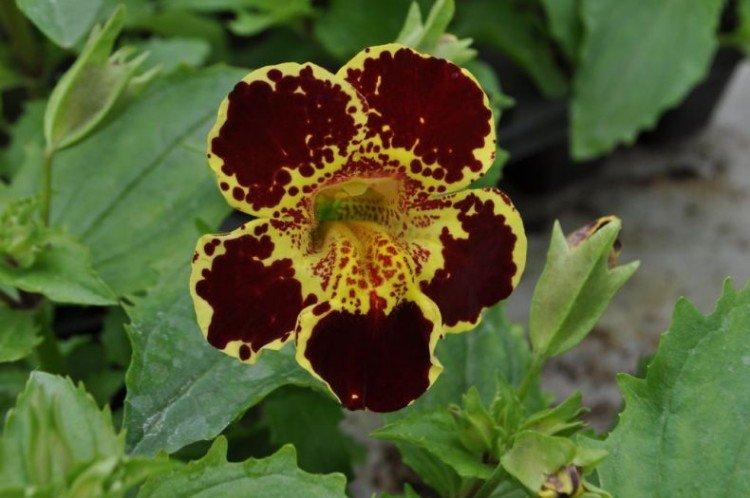 Мимулюс – фото